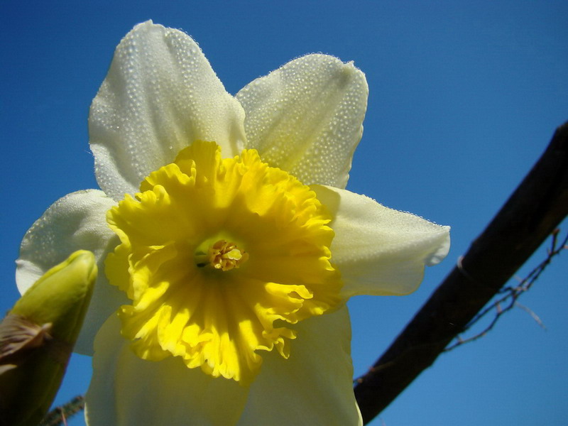 Narcissus pseudonarcissus